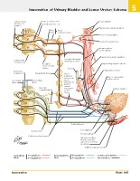 Frank H. Netter, MD - Atlas of Human Anatomy (6th ed ) 2014, page 438
